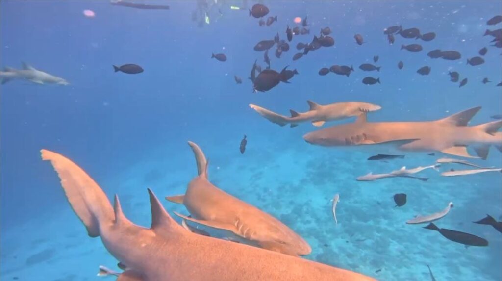 Nurse sharks swimming during a snorkeling excursion in the Maldives near Maafushi Island.