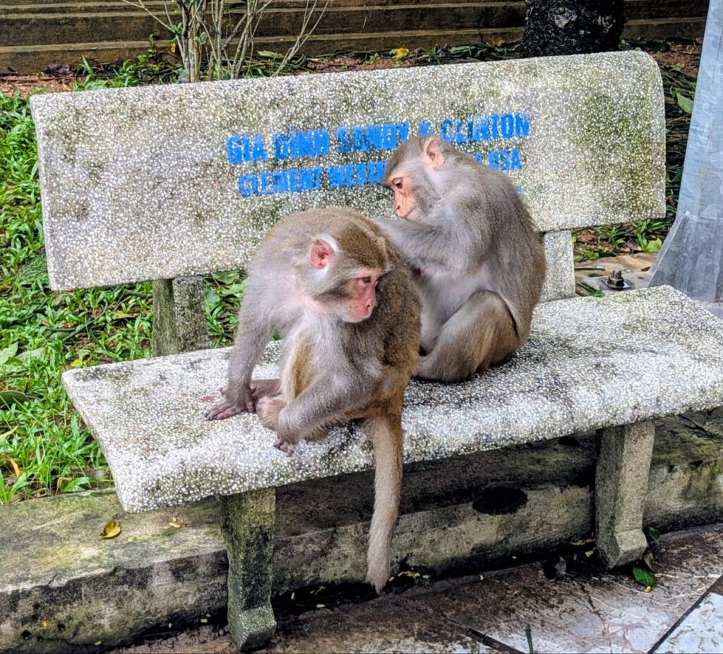 Long-tailed macaques resting on a bench at Sơn Trà Mountain in Da Nang, Vietnam