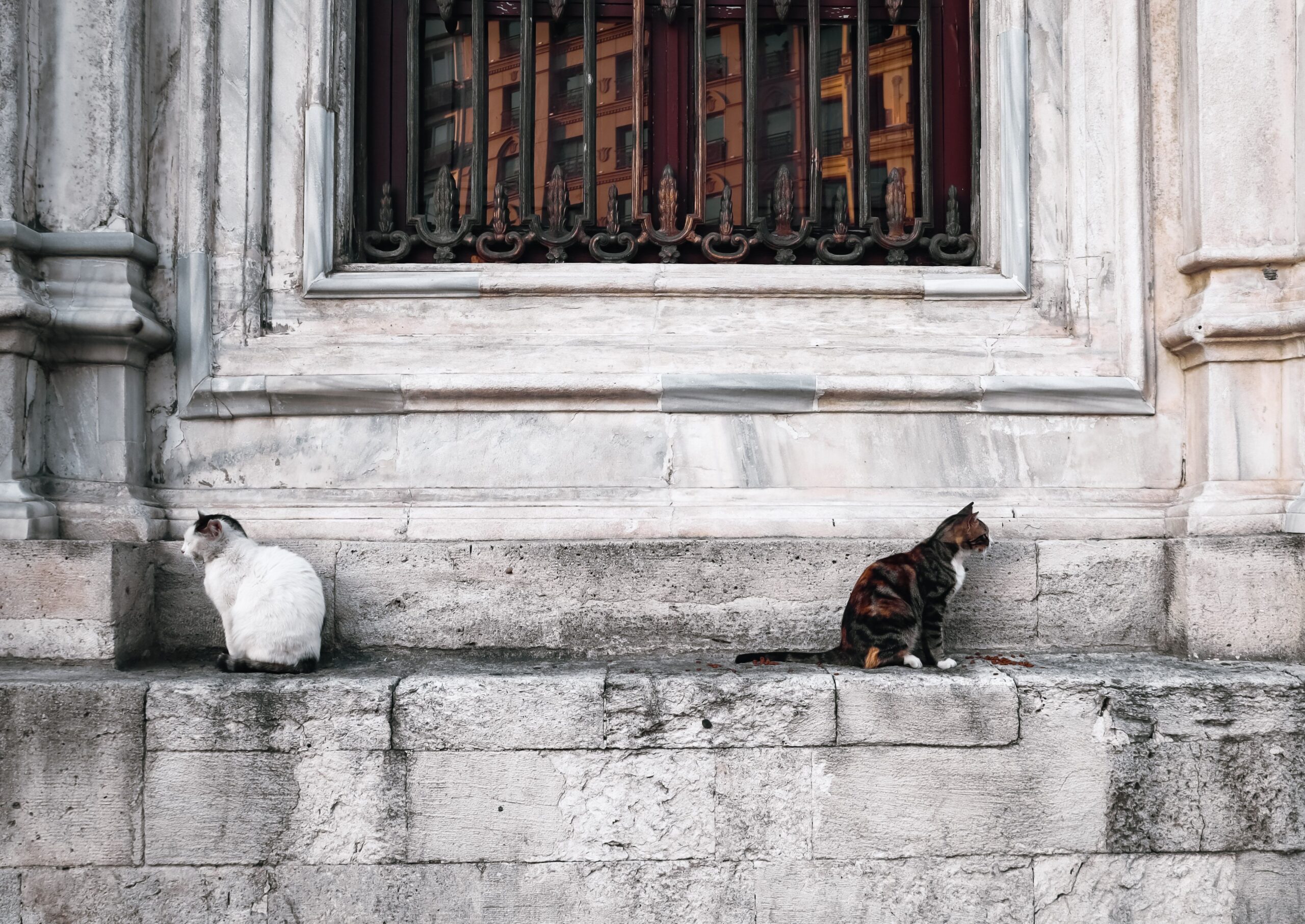 Two street cats sitting outside a historic building in Istanbul, Turkey