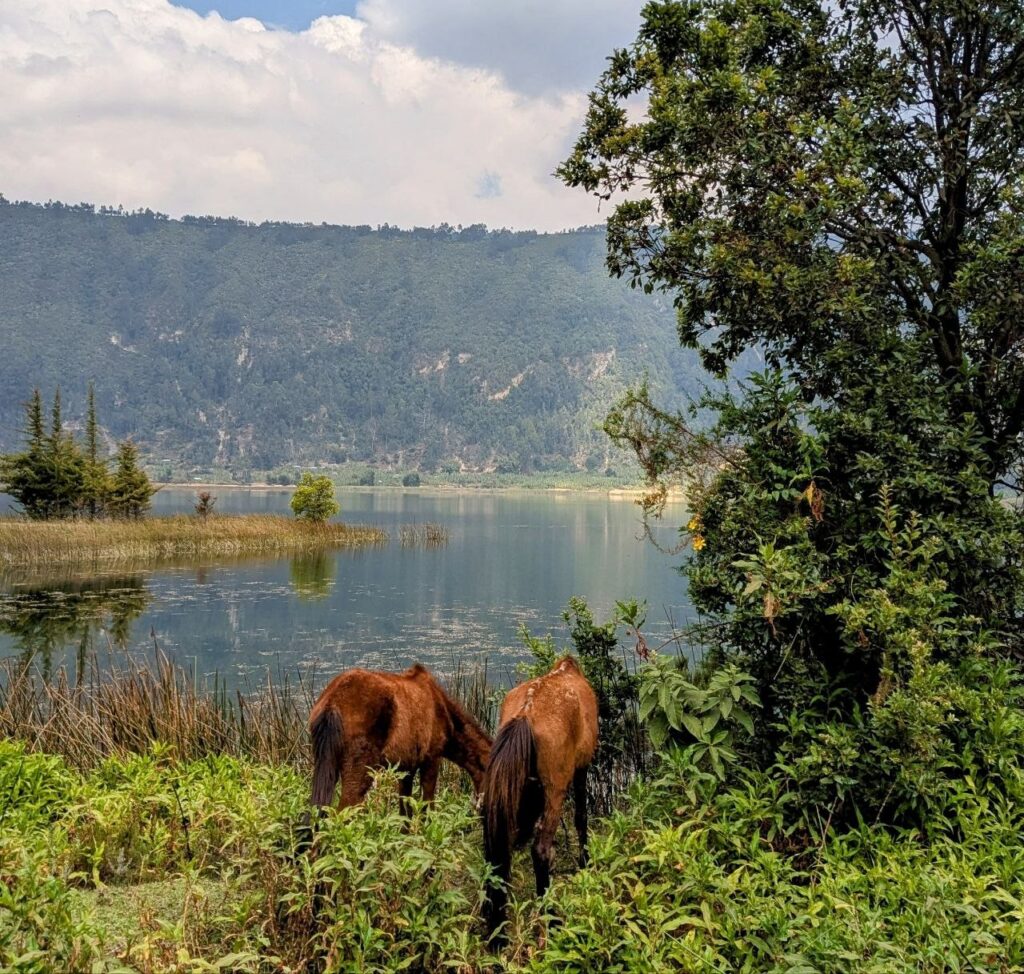 Horses grazing beside Wenchi Crater Lake in Ethiopia