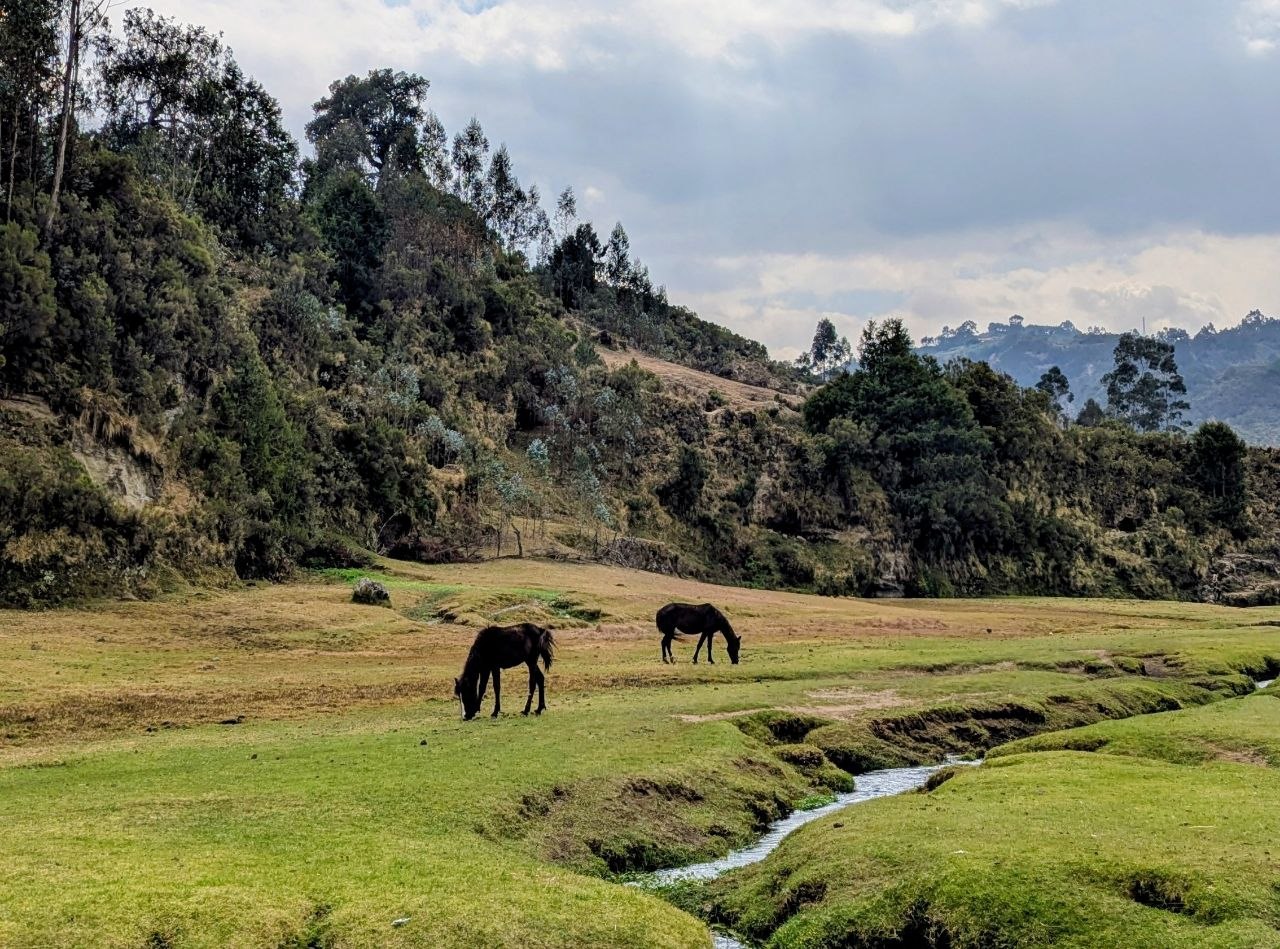 Horses grazing during a hike at Wenchi Crater Lake in Ethiopia