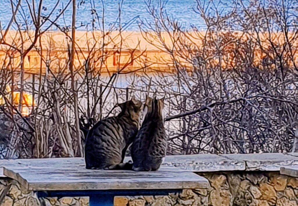 Two street cats sitting together outdoors in Turkey