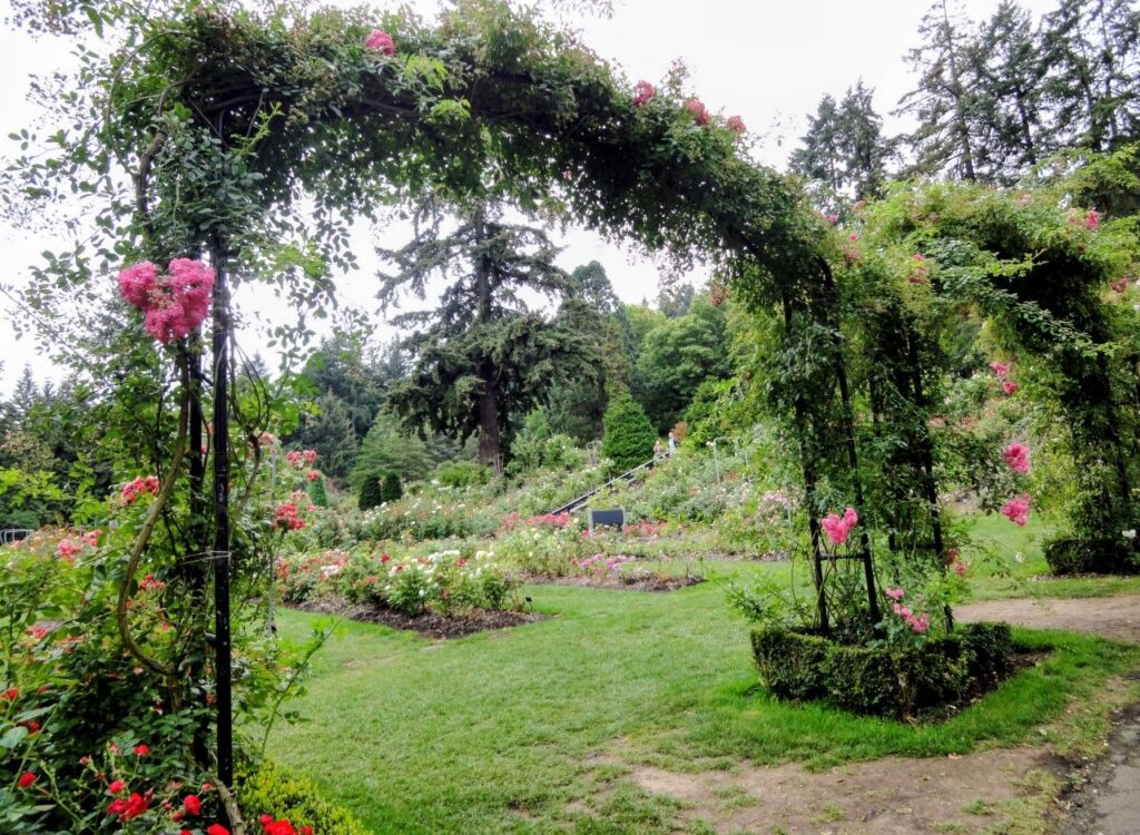Pink climbing roses and lush green gardens surrounded by tall trees in Portland, Oregon